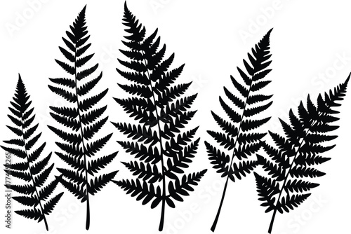  Botanical fern set silhouette vector illustration