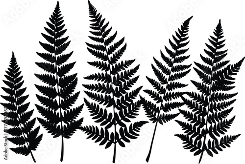 Botanical fern set clean silhouette vector illustration