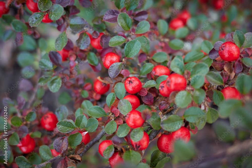 Fototapeta premium Bright red berries grow among green leaves in a garden setting during the warm season