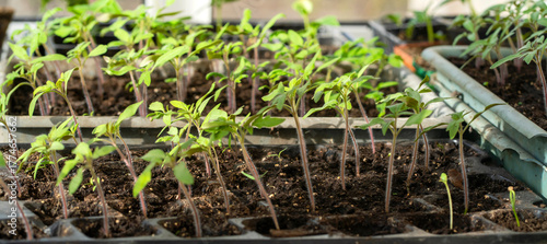 Plant sprouts in a greenhouse, prepared for seedlings for the garden