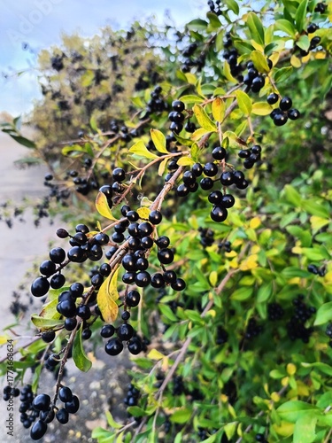 close-up of black privet berries