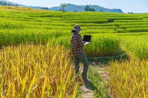 Woman farmer using a laptop standing in a green and golden rice terrace. Concept of smart farming, modern agriculture, and technology.