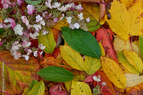 Autumn foliage in the garden, Sainte-Apolline, Québec, Canada