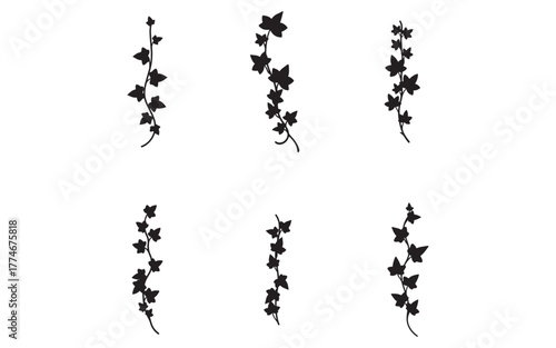 Elegant Ivy Vine Silhouette Collection for Creative Design Projects and Botanical Illustrations Perfect for Wedding Invitations and Nature Themed Graphics