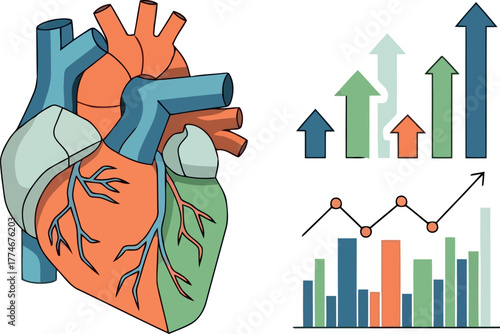 Vector illustration of anatomical heart with growth chart shows improvement