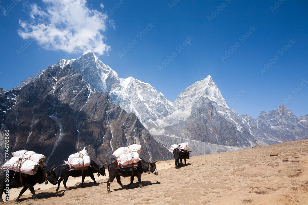 Fototapeta premium Everest base camp trekking path in Dingboche area, Nepal. Yak animals