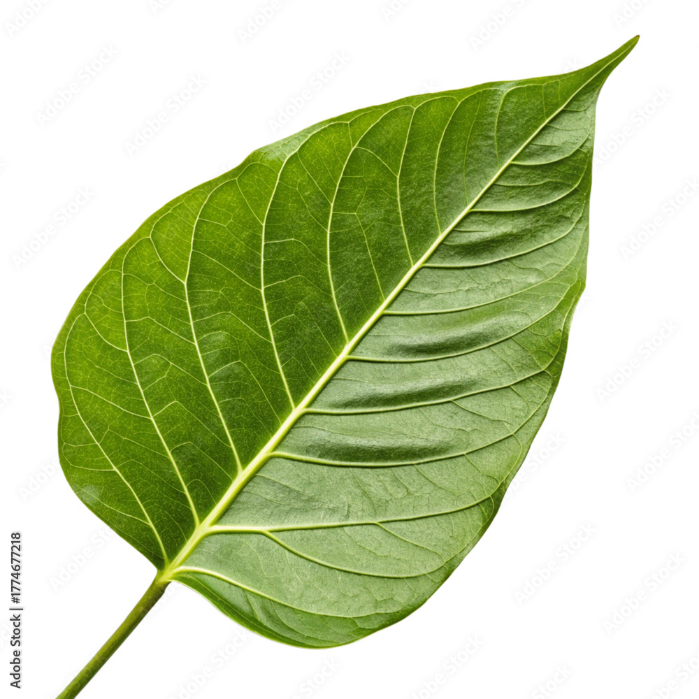 Obraz premium green leaf isolated on white