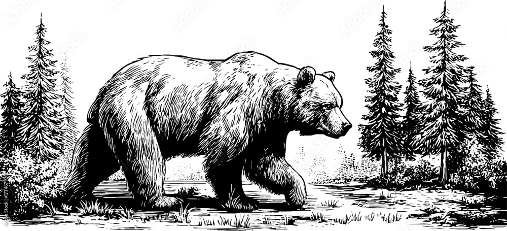 Naklejka premium Majestic bear walking in pine forest clearing - nature, wildlife, adventure