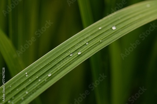Papier peint Plant list 2025 - Aristea ensifolia (Sword-leaved Aristea)
