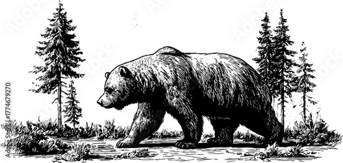 Majestic bear strolling through pine forest clearing - nature and wildlife illustration