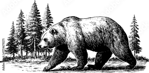 Majestic bear walking through pine forest clearing illustration