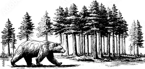 Majestic bear walking in pine forest clearing - wildlife silhouette concept for nature design