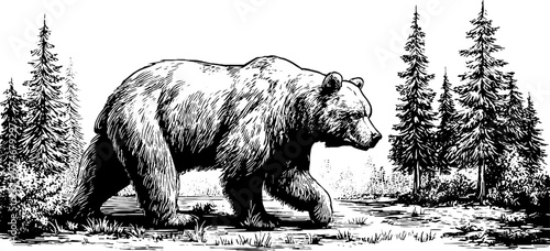 Majestic bear walking in pine forest clearing - nature, wildlife, adventure