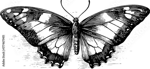 Vintage butterfly illustration with symmetrical vein pattern for design and decor