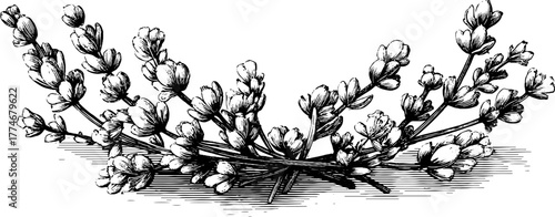 Elegant circular botanical border featuring lavender stems and buds for design projects