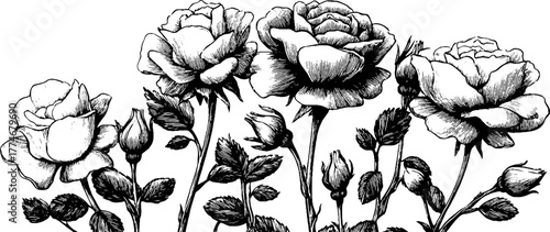 Elegant circular floral border with blooming roses and curved stems for cards and posters