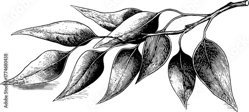 Engraved abstract eucalyptus pattern for retro design and decor