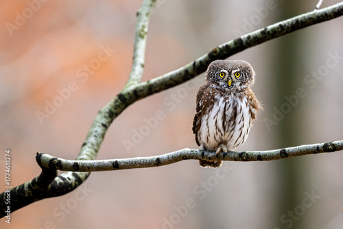 Eurasian Pygmy Owl, Glaucidium passerinum