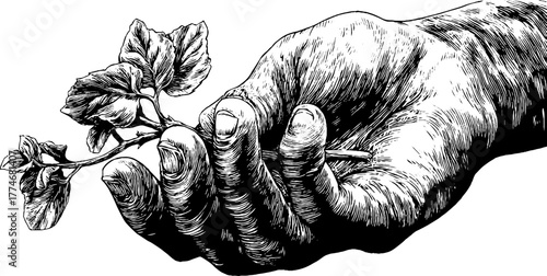 Elegant vintage engraving of marble hand gracefully holding leaf - ideal for retro art designs