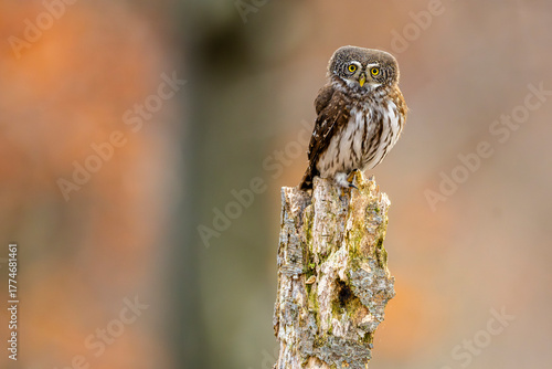 Eurasian Pygmy Owl, Glaucidium passerinum