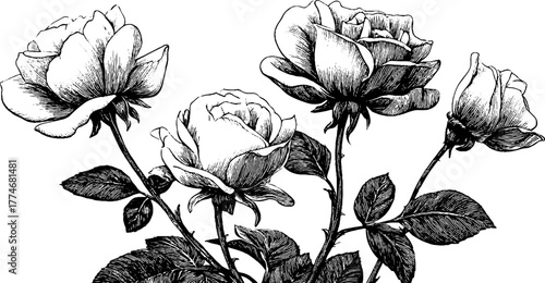 Vintage engraving of blooming roses and leaves seamlessly forming a floral pattern for artistic design