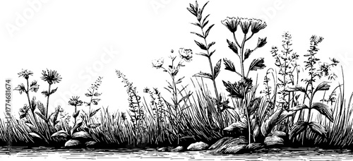 Intricate engraved background pattern of meadow herbs and plants design for craft projects