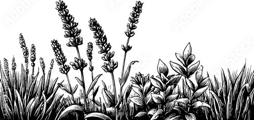 Engraved border ornament featuring lavender branches and herbs for vintage design