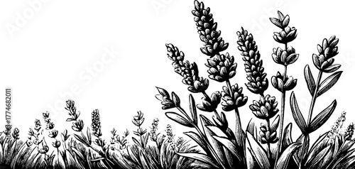 Elegant engraved border ornament featuring lavender branches and herbal details for retro designs