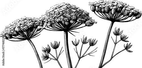 Detailed botanical study of fennel with flowers and stems for vintage design