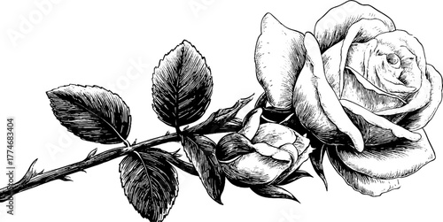 Vintage rose branch and sun engraving art for retro design