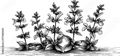 Vintage engraved composition of blooming sage stems with curved leaves for botanical art design