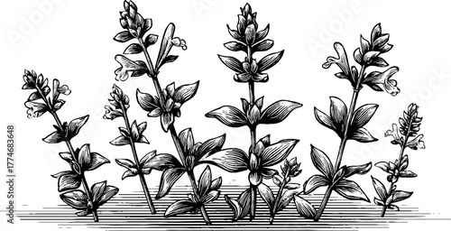 Vintage engraving of blooming sage stems with curved leaves for botanical design