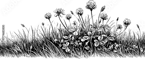 Vintage engraving of clover and grass stems with blooms for retro design and decor