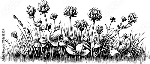 Vintage engraved composition of clover and grass stems with blossoms for botanical design