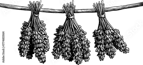 Vintage engraved composition of hanging dried lavender bunches for botanical design