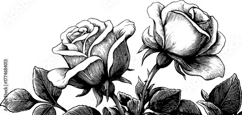 Engraved rose geometric design retro vintage sketch hand drawn engraving. Elegant floral composition with classic botanical charm.
