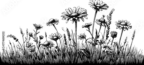 Vintage meadow plants composition with grasses and daisies for nature design