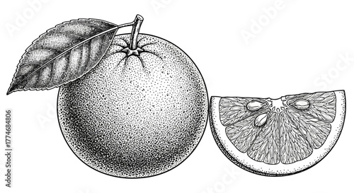 Vector illustration of whole orange and slice with leaf