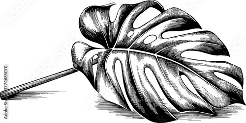 Hand engraved monstera leaf design – contemporary botanical art for decor