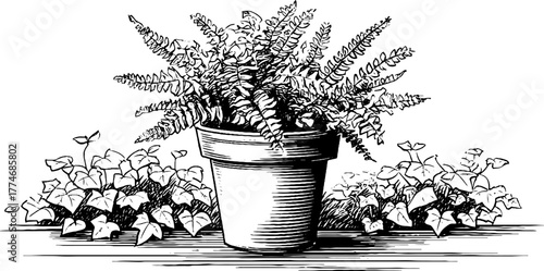 Engraved composition of potted fern and ivy plant for decorative design