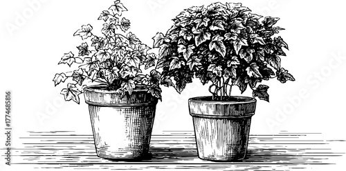 Vintage botanical composition of potted fern and ivy plants in engraved style for home decor