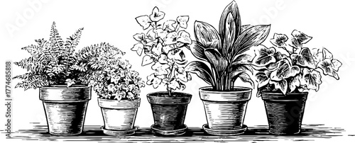 Vintage engraved decorative composition of potted fern and ivy plants for retro design