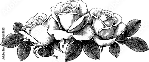 Vintage engraving of roses with leaves and thorns for decorative designs