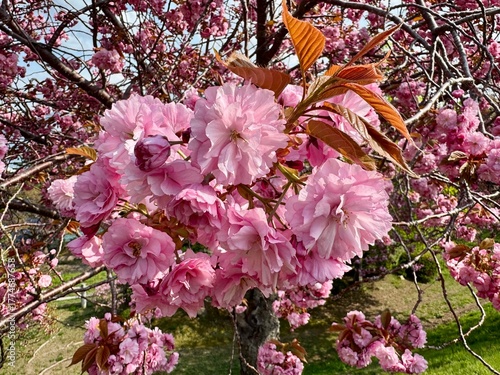 八重桜