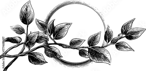 Vintage engraved design of curved branch crossing circle for retro art and decoration