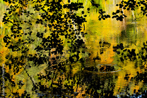 reflections in nature