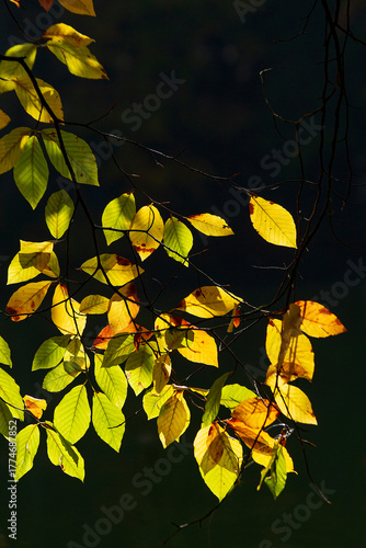 leaves illuminated by the sun in nature