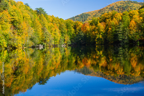 
reflection of trees in the lake