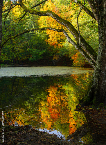 A magnificent painting created by the reflection of trees in the lake during the autumn season