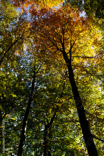 With the arrival of autumn, the trees change colors between yellow, orange, red and green.